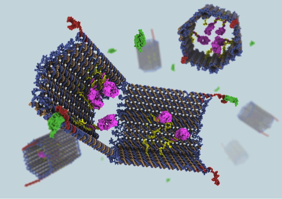 DNA Nanorobot