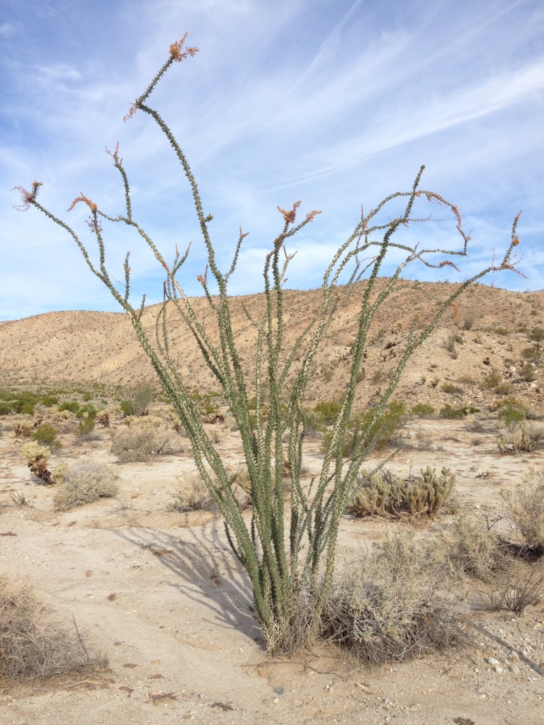 Ocotillo (Fouquieria splendens): Something that looks extraterrestrial, the ocotillo appears to be an arrangement of long, dead sticks with sparse green leaves spread along it. Luckily, they seemed to start budding its crimson flowers… 