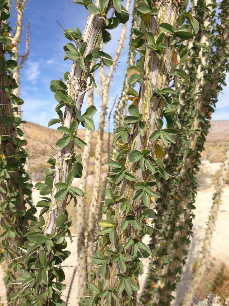 ...and up close you can see how each leaf has a thorn at its base to prevent herbivory from bighorn sheep; really cool stuff!