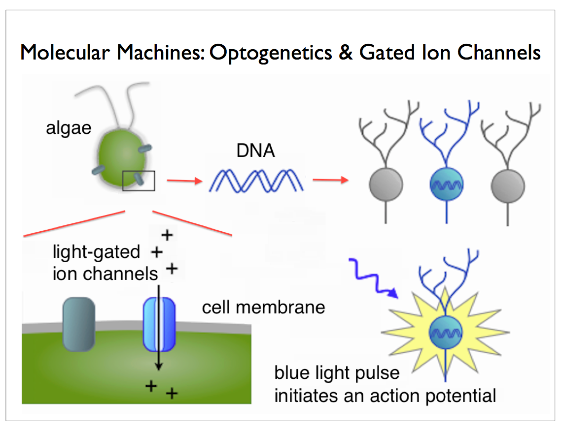 Optogenetics Experiments at Marcela Brown blog