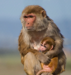 A mother rhesus macaque monkey and her infant | Photo by Source