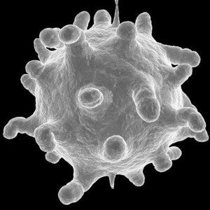 Coldsanto™’s The Common Cold™ has wiped out all naturally occurring cold viruses, which is pictured above. Source.