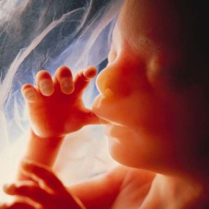 A healthy unborn fetus. [Source] 