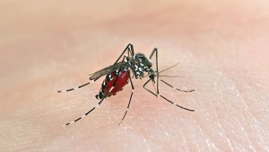 The Aedes albopictus or Asian tiger mosquito.