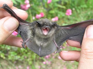 bat2