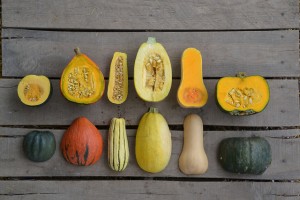 WinterSquash