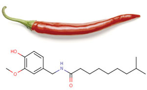 The structure of capsaicin, a molecule found in spicy peppers. || Image courtesy of LIPID Metabolites and Pathways Strategy. 