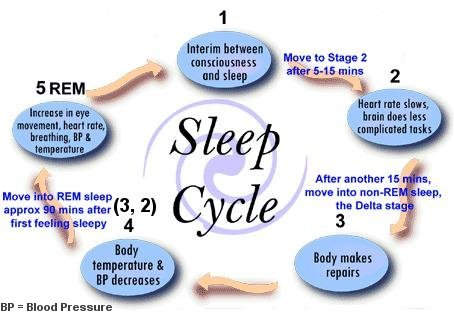 Figure 1: This diagram shows the sleep cycle and the physiological symptoms associated with the different stages of sleep, including those of REM sleep. 
