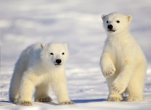 polarbearcubs