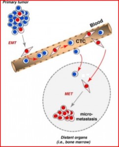 CTC2