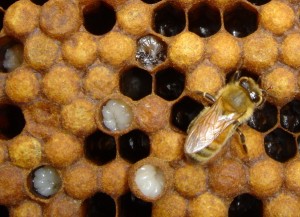 beebrood