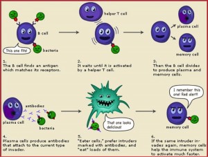 A basic overview of the adaptive immune response. Image from http://lol-rofl.com/immune-system-cartoon/