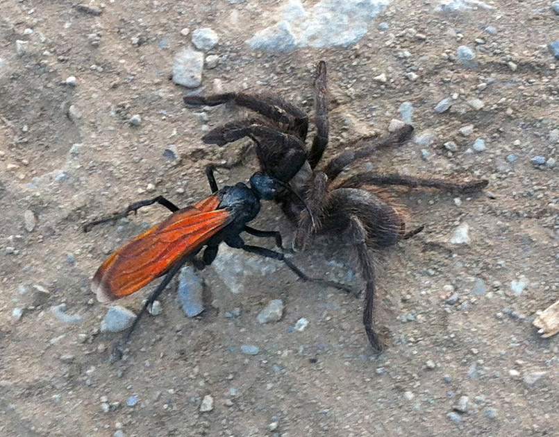 tarantula-hawk1