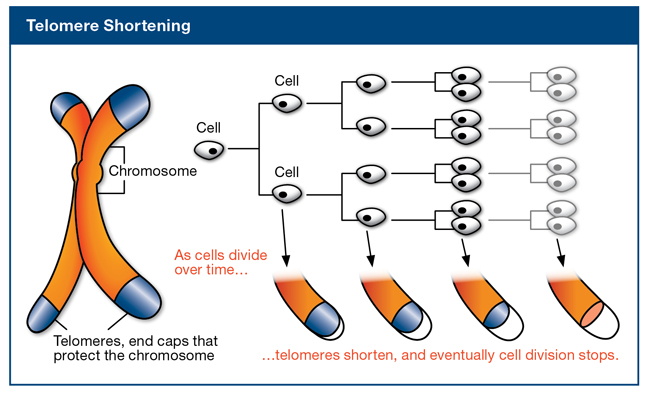 aug2012nl_telomere