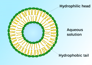 2000px-Liposome_scheme-en.svg