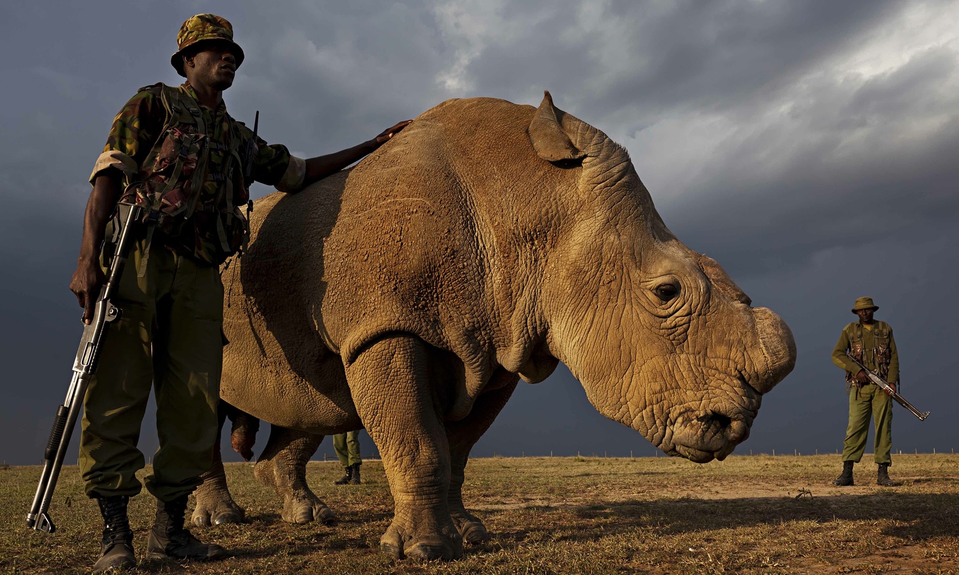 The Northern White Rhinos’ Tenuous Existence – SQ Online