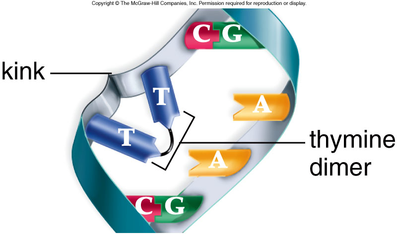 thymine dimer mutation