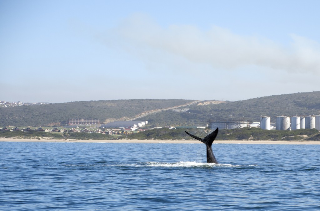 Whale Tail