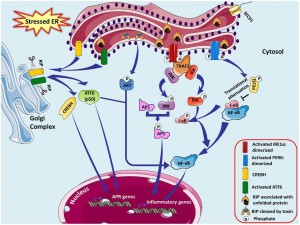 Schematic of certain UTR signal transduction pathways.