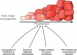 Role of UPR-based regulation in tumor development.