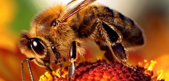 Bee-apis-564x272
