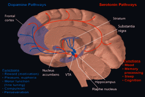 Dopamine_and_serotonin_pathways_(1)