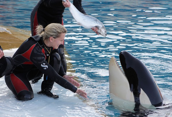 A female killer whale Moana, receives from its trainers, a birthday cake made with ice and herring, to celebrate her first birthday at the animal exhibition park Marineland in Antibes, southern France, Saturday, March 17, 2012. The baby killer whale was born by artificial insemination with the sperm from "Ulysses", a killer whale of the Seaworld aquatic park at San Diego in USA. (AP Photo/Lionel Cironneau)