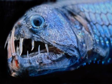 viperfish