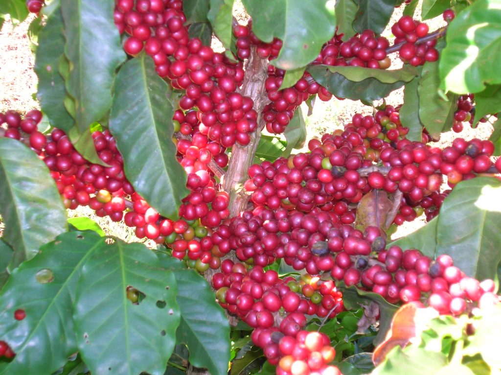 Daterra-Ripe-Coffee-on-Tree