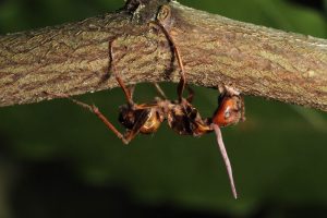 This ant has been infected by O. Unilateralis and, through the process described above, has begun to spread the spores to more unsuspecting ants below. Source