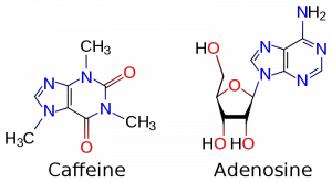 adenosine