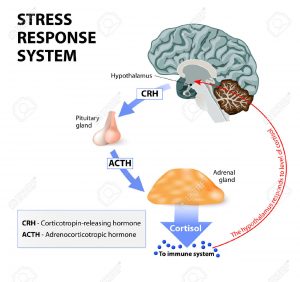 44315542-stress-response-system-stress-is-a-main-cause-of-high-levels-of-cortisol-secretion-cortisol-is-a-hor-stock-vector