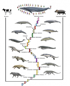 future evolution of whales