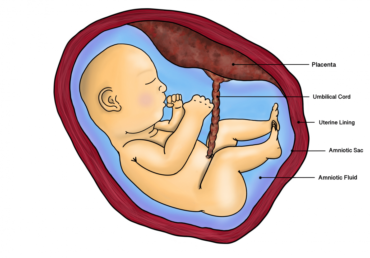 placenta-the-once-neglected-organ-of-reproduction-sq-online