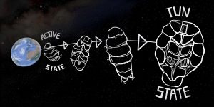 tardigrade in space