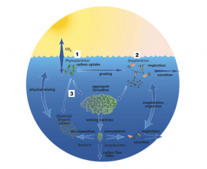 Heat rises, but carbon sinks: The role of the carbon cycle in climate ...