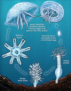 Over the Moon for Moon Jellies: What the First Sequenced Jellyfish ...