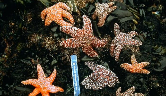 Massive Starfish Die-Off Is Tied To Global Warming : NPR