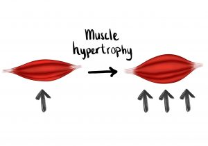 biology for bodybuilders