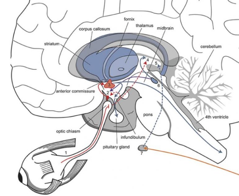 The Mutual Dependence Between Circadian Rhythms and Glucocorticoids in ...