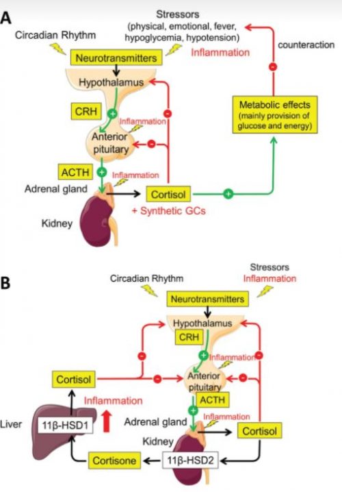 The Mutual Dependence Between Circadian Rhythms and Glucocorticoids in ...