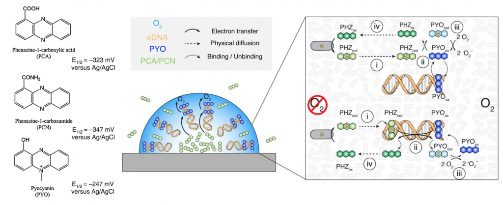 Small Molecule Extracellular Electron Shuttles: Mechanism Of Electron ...