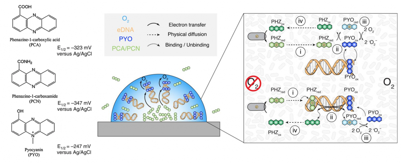 Small Molecule Extracellular Electron Shuttles: Mechanism Of Electron ...