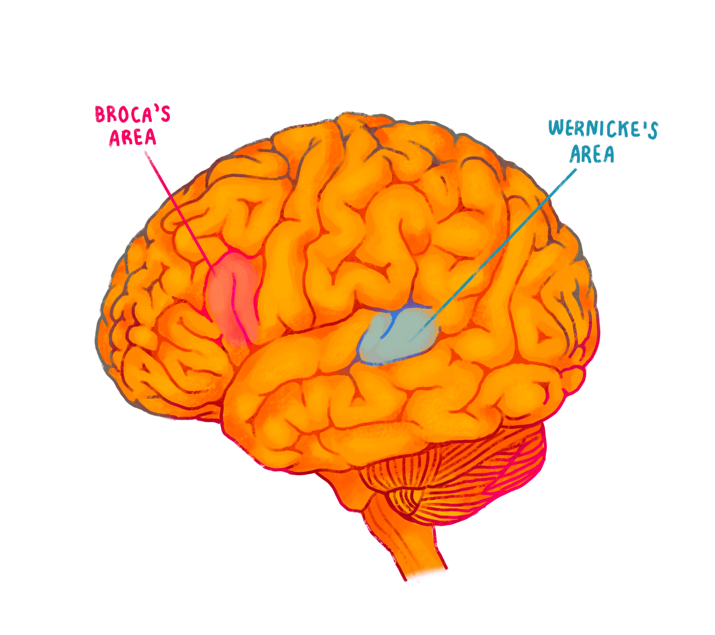 The Hidden Wonders of the Bilingual Brain – SQ Online