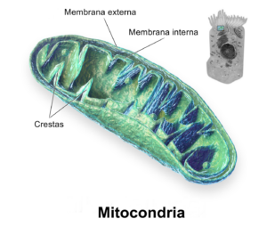 mitocondria