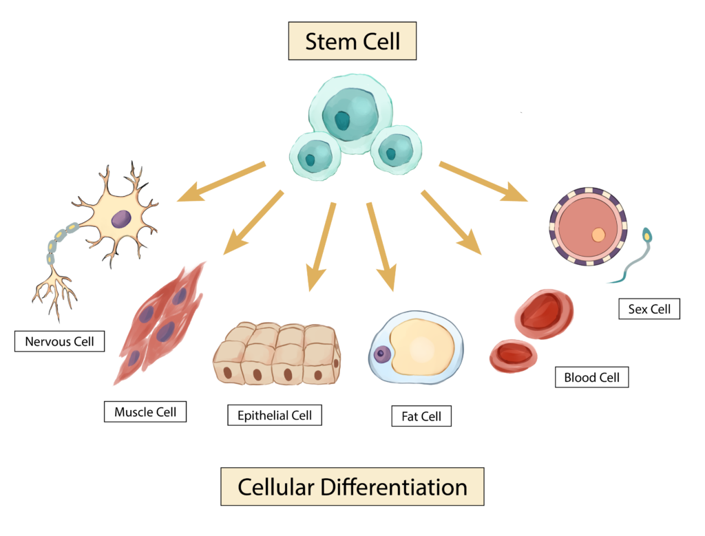 Stem Cells: The Key to the Future of Developmental and Reproductive ...